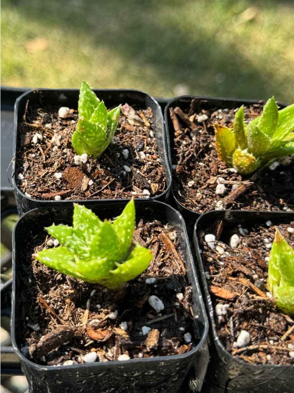 2-Tiger tooth Aloe Vera pups